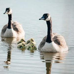 Meet your Posher, Joann